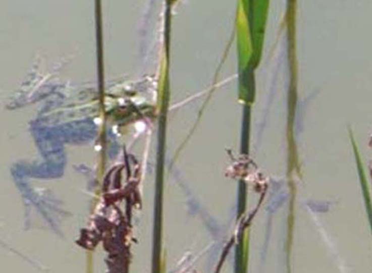 Determinazione Rana - Pelophylax sp.